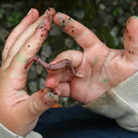 Introduction to Nature Pedagogy