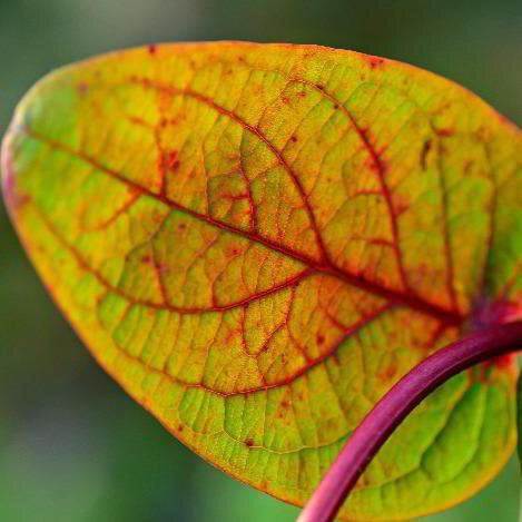 Learning with Nature - Leaves